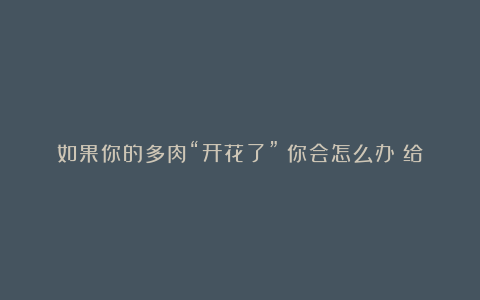 如果你的多肉“开花了”!你会怎么办?给你3个选择!