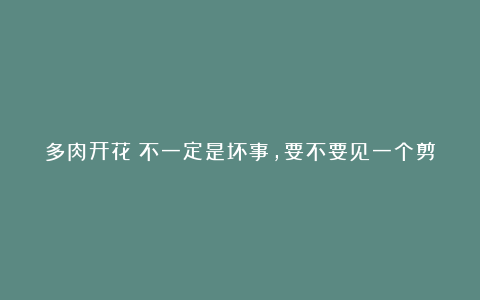 多肉开花?不一定是坏事,要不要见一个剪一个,你说了算