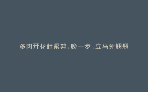 多肉开花赶紧剪,晚一步,立马死翘翘!