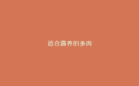 适合露养的多肉