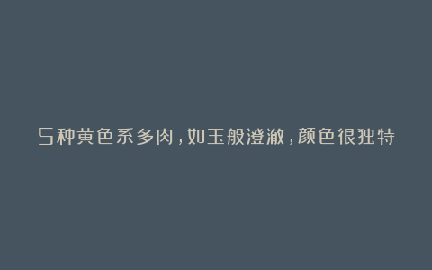 5种黄色系多肉,如玉般澄澈,颜色很独特,散发别样的美
