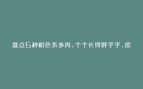 盘点6种粉色系多肉,个个长得胖乎乎,皮实好养又可爱