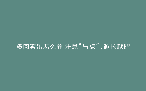 多肉紫乐怎么养?注意“5点”,越长越肥,株型美,从普通变极品