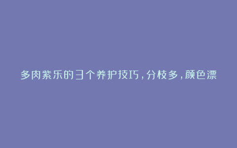 多肉紫乐的3个养护技巧,分枝多,颜色漂亮,越养越旺长满盆