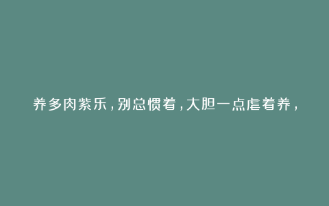养多肉紫乐,别总惯着,大胆一点虐着养,一年不到小苗就变中苗