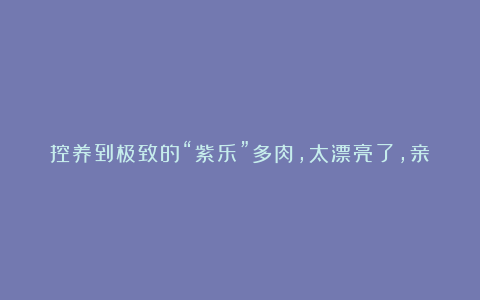 控养到极致的“紫乐”多肉,太漂亮了,亲妈都认不出