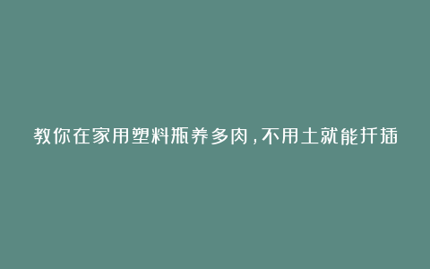 教你在家用塑料瓶养多肉,不用土就能扦插叶片,成活率贼高