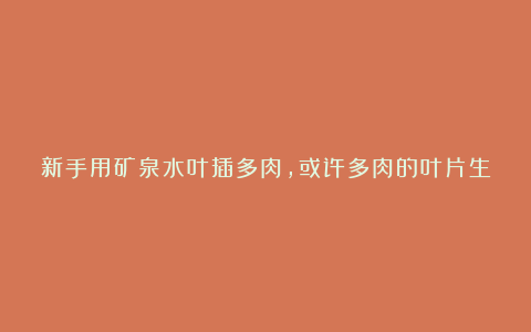 新手用矿泉水叶插多肉,或许多肉的叶片生根出芽率更高