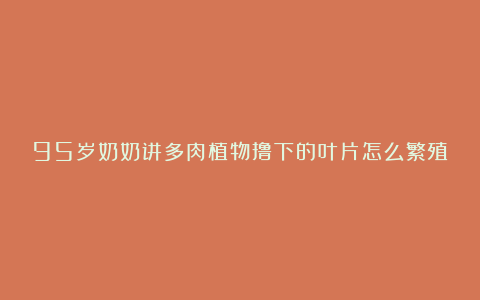 95岁奶奶讲多肉植物撸下的叶片怎么繁殖