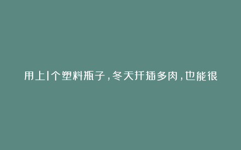 用上1个塑料瓶子,冬天扦插多肉,也能很快生根,长出小苗