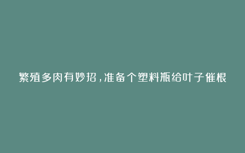 繁殖多肉有妙招,准备个塑料瓶给叶子催根,成活率高发芽快