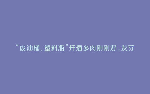 “废油桶、塑料瓶”扦插多肉刚刚好,发芽快,插1个活1个!
