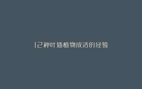 12种叶插植物成活的经验
