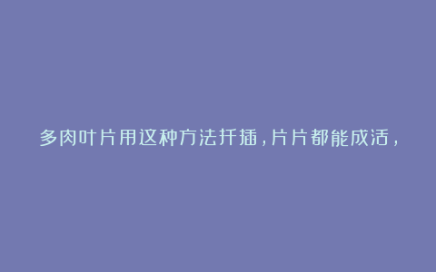 多肉叶片用这种方法扦插,片片都能成活,根系茂盛,生长快