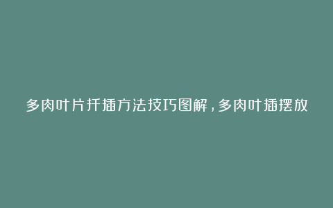 多肉叶片扦插方法技巧图解,多肉叶插摆放姿态