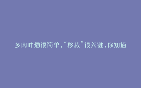 多肉叶插很简单,“移栽”很关键,你知道什么时候移栽合适吗?