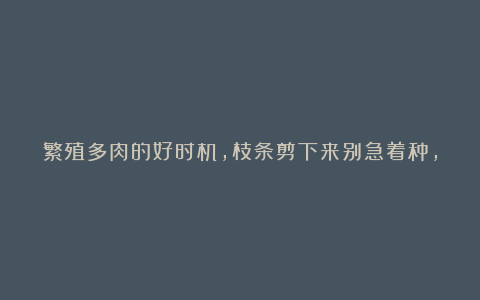 繁殖多肉的好时机,枝条剪下来别急着种,水培更易生根