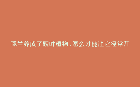 球兰养成了观叶植物,怎么才能让它经常开花?