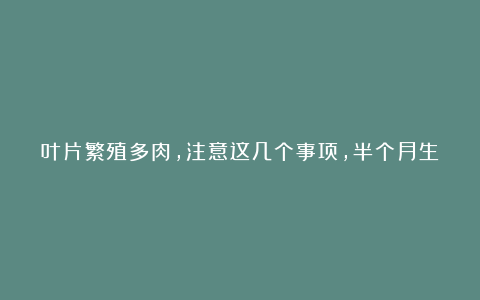 叶片繁殖多肉,注意这几个事项,半个月生根长出小苗