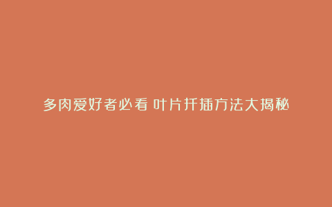 多肉爱好者必看:叶片扦插方法大揭秘!
