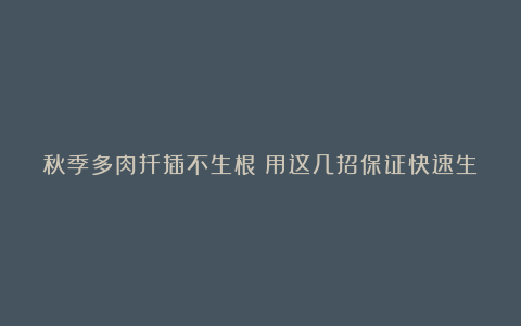 秋季多肉扦插不生根?用这几招保证快速生根!