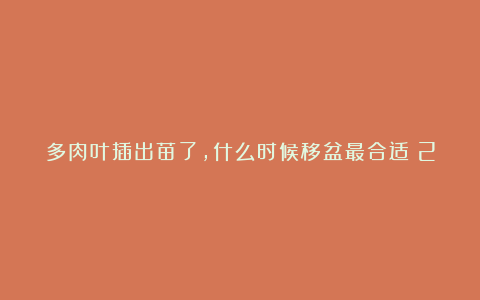 多肉叶插出苗了,什么时候移盆最合适?2分钟教会你