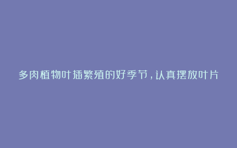 多肉植物叶插繁殖的好季节,认真摆放叶片,长满整个阳台!