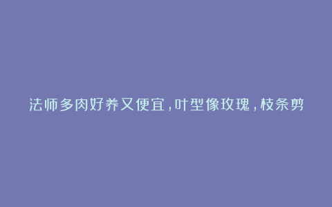 法师多肉好养又便宜,叶型像玫瑰,枝条剪下可不断扦插,成活率高