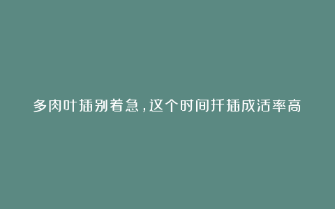 多肉叶插别着急,这个时间扦插成活率高!