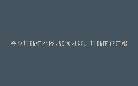 春季扦插忙不停,如何才能让扦插的花卉根系发达?做好这4点,轻松成活!