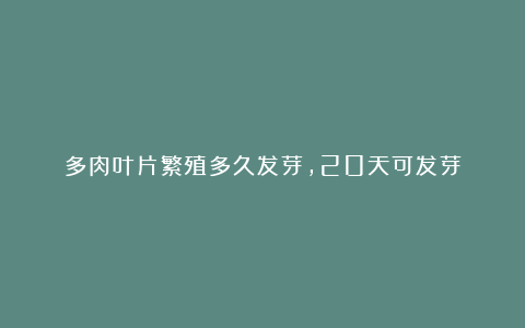 多肉叶片繁殖多久发芽,20天可发芽