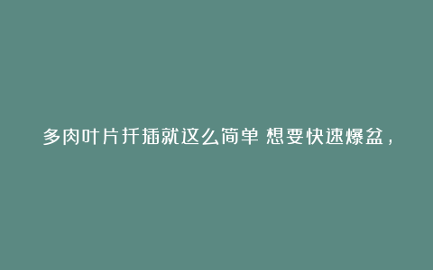 多肉叶片扦插就这么简单!想要快速爆盆,还等什么赶快来试试吧!