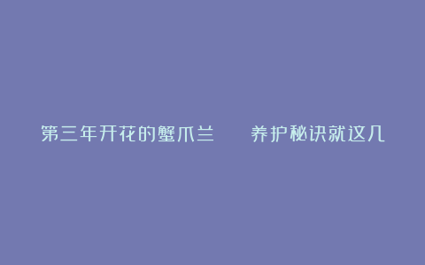 第三年开花的蟹爪兰 养护秘诀就这几点