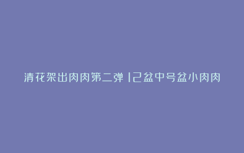 清花架出肉肉第二弹!12盆中号盆小肉肉带盆带土88米包邮喔