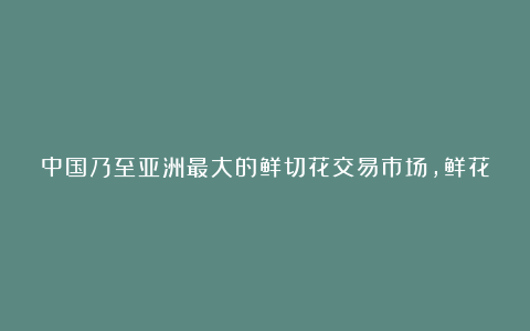中国乃至亚洲最大的鲜切花交易市场,鲜花论斤卖,多肉十块六盆