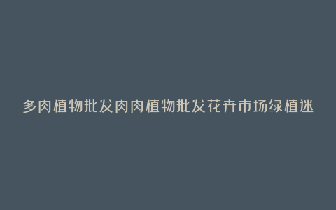 多肉植物批发肉肉植物批发花卉市场绿植迷你盆栽小盆景礼品