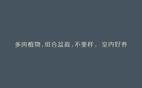 多肉植物,组合盆栽,不重样, 室内好养,批发价!
