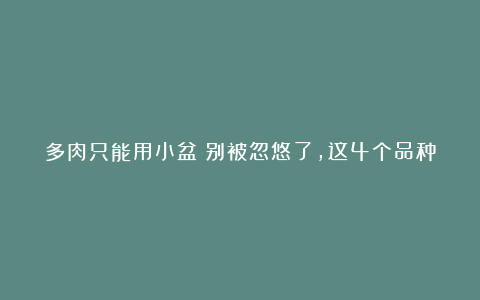 多肉只能用小盆?别被忽悠了,这4个品种用大花盆才能养好