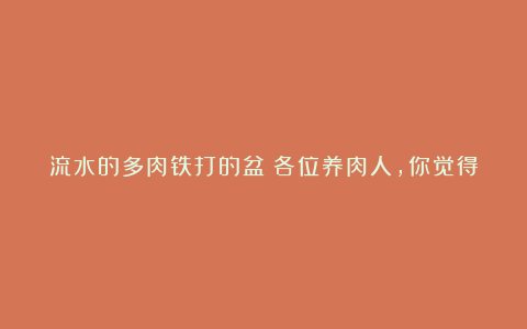 流水的多肉铁打的盆!各位养肉人,你觉得是买盆还是买多肉费钱?