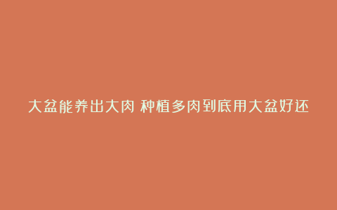 大盆能养出大肉?种植多肉到底用大盆好还是小盆好?