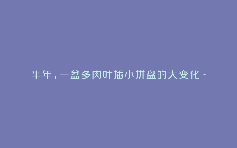 半年,一盆多肉叶插小拼盘的大变化~