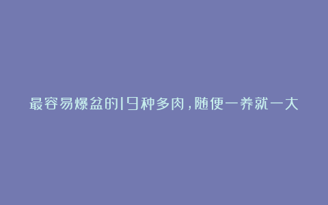 最容易爆盆的19种多肉,随便一养就一大盆!家里多得放不下了!