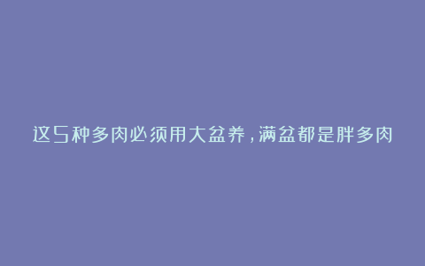 这5种多肉必须用大盆养,满盆都是胖多肉,都要挤出来了
