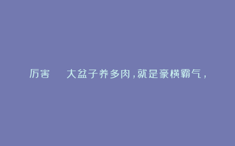 厉害 | 大盆子养多肉,就是豪横霸气,棵棵大得像白菜……