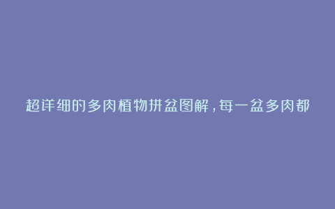超详细的多肉植物拼盆图解,每一盆多肉都成为了一个世界!