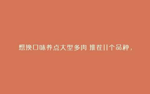 想换口味养点大型多肉?推荐11个品种,除了长得大,有些还超皮实