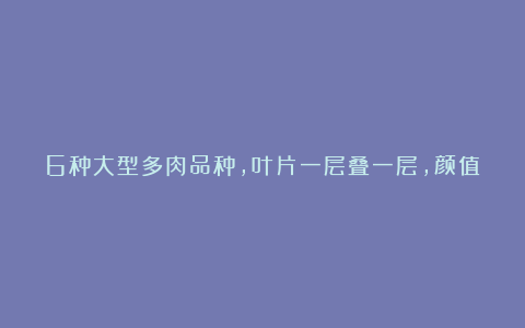 6种大型多肉品种,叶片一层叠一层,颜值高名字具有文艺范