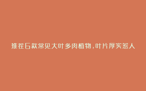 推荐6款常见大叶多肉植物,叶片厚实惹人喜爱!还不赶快上手一盆?