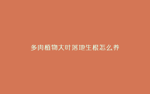 多肉植物大叶落地生根怎么养?
