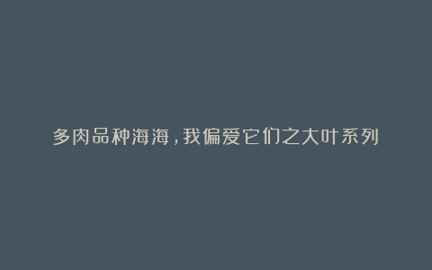 多肉品种海海,我偏爱它们之大叶系列!